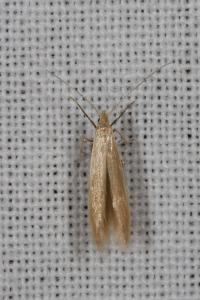 <i>Coleophora</i>