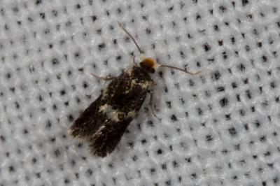 <i>Ectoedemia heringi/subbimaculella</i>