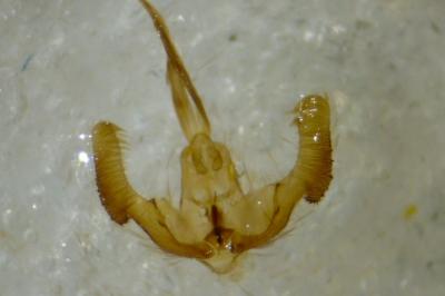 <i>Notocelia trimaculana</i>