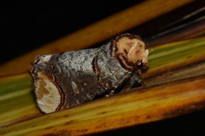 <i>Phalera bucephala</i>