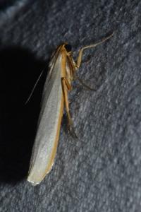<i>Eilema caniola</i>