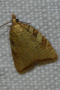 <i>Aleimma loeflingiana</i>