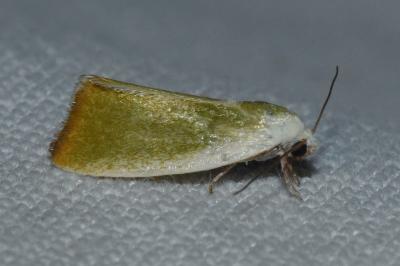 <i>Earias clorana</i>