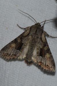 <i>Lacanobia w-latinum</i>
