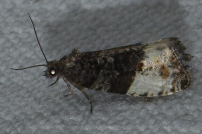 <i>Hedya pruniana</i>