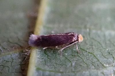 <i>Stigmella</i>