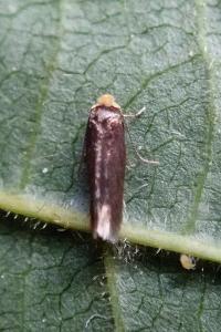 <i>Stigmella</i>