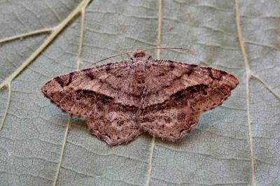 <i>Chiasmia aestimaria</i>