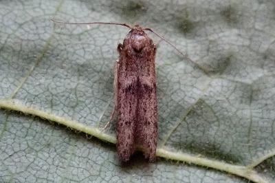<i>Blastobasis phycidella</i>