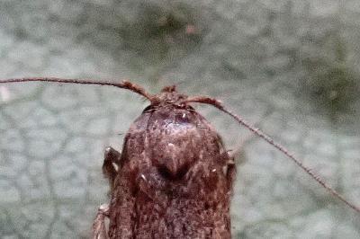 <i>Blastobasis phycidella</i>