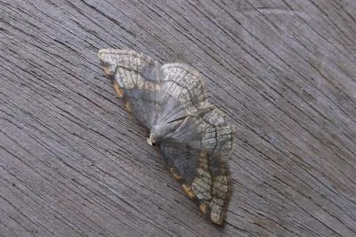 <i>Stegania trimaculata</i>