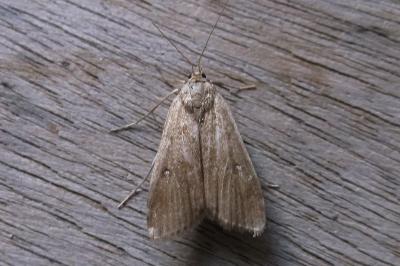 <i>Parapoynx stratiotata</i>