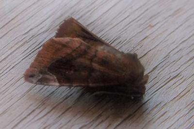<i>Cosmia pyralina</i>