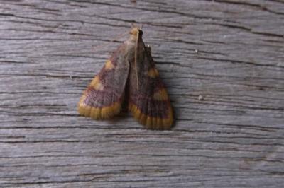 <i>Hypsopygia costalis</i>
