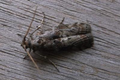 <i>Phycita roborella</i>