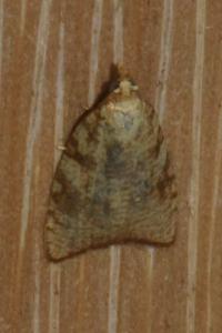 <i>Aleimma loeflingiana</i>