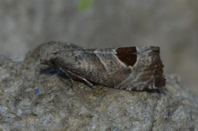<i>Notocelia uddmanniana</i>