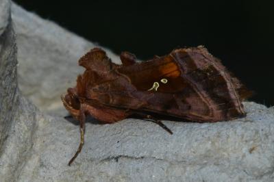 <i>Autographa jota</i>