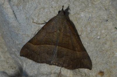 <i>Hypena proboscidalis</i>