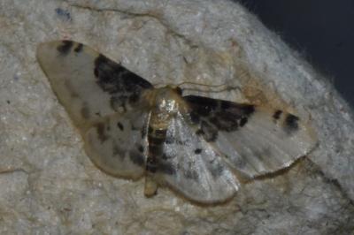 <i>Idaea filicata</i>