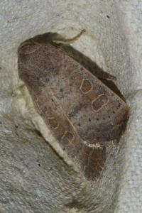 <i>Hoplodrina ambigua</i>