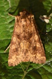 <i>Conisania luteago</i>