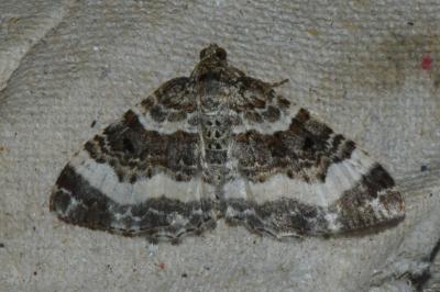<i>Epirrhoe alternata</i>