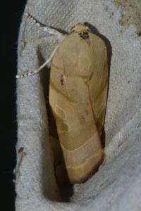 <i>Noctua fimbriata</i>
