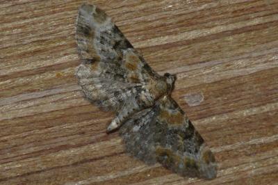 <i>Eupithecia pulchellata</i>
