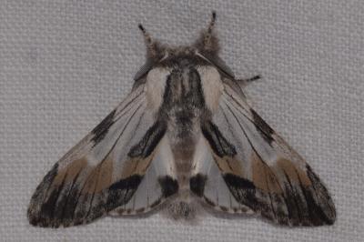 <i>Harpyia milhauseri</i>