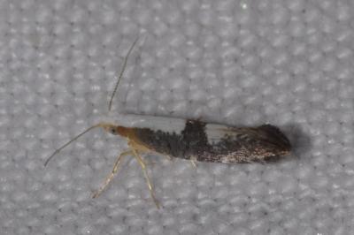 <i>Argyresthia spinosella</i>