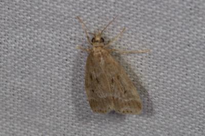 <i>Eudonia pallida</i>