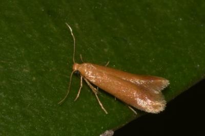 <i>Tischeria</i>