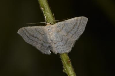 <i>Idaea subsericeata</i>