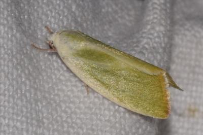 <i>Earias clorana</i>