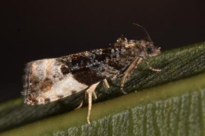 <i>Hedya pruniana</i>