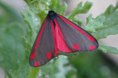 <i>Tyria jacobaeae</i>