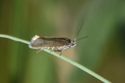 <i>Glyphipterix fuscoviridella</i>