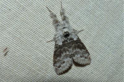 <i>Calliteara pudibunda</i>