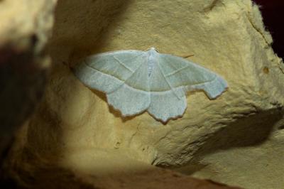 <i>Campaea margaritaria</i>