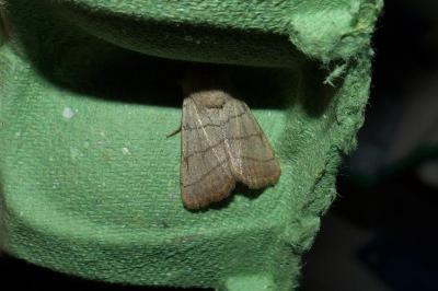<i>Charanyca trigrammica</i>