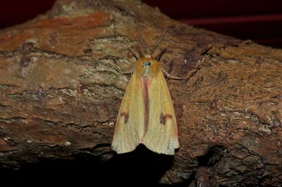 <i>Diacrisia sannio</i>
