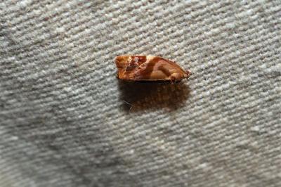 <i>Ditula angustiorana</i>