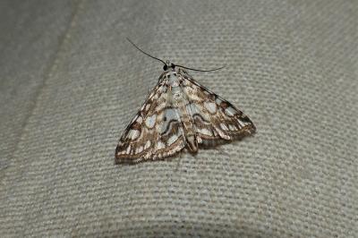 <i>Elophila nymphaeata</i>