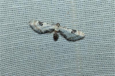 <i>Eupithecia centaureata</i>