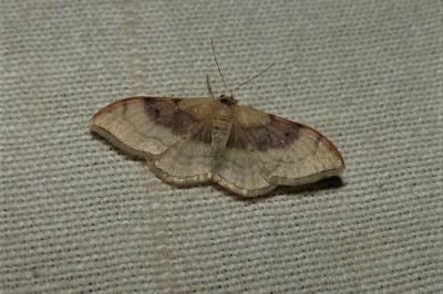 <i>Idaea degeneraria</i>