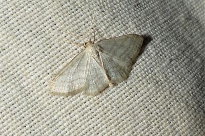 <i>Idaea subsericeata</i>