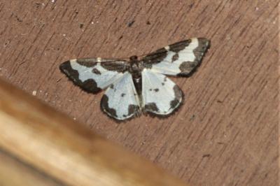 <i>Lomaspilis marginata</i>