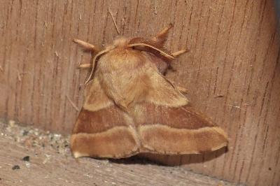 <i>Malacosoma neustria</i>
