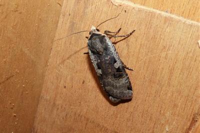 <i>Noctua pronuba</i>